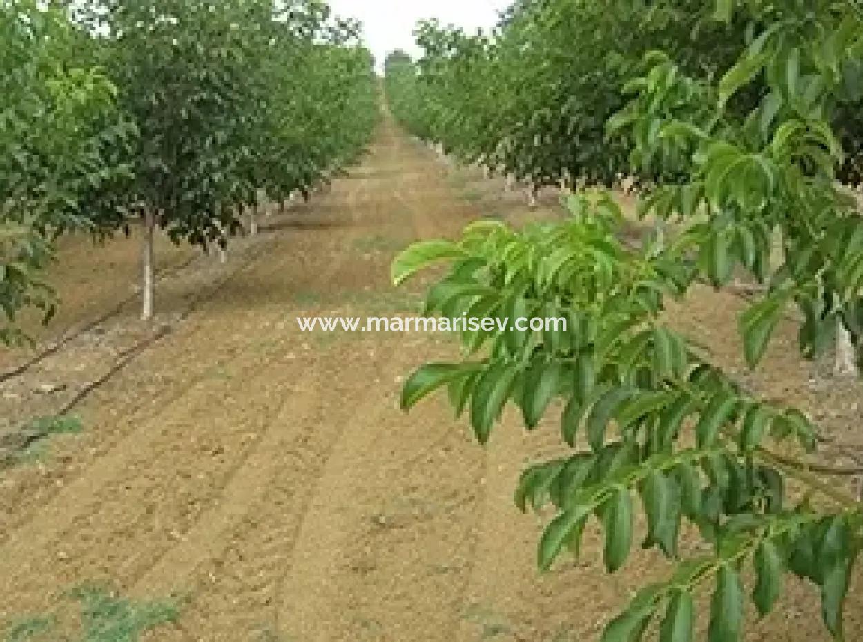 Garten Zum Verkauf In Mugla Region 880000M2 Nussbaum