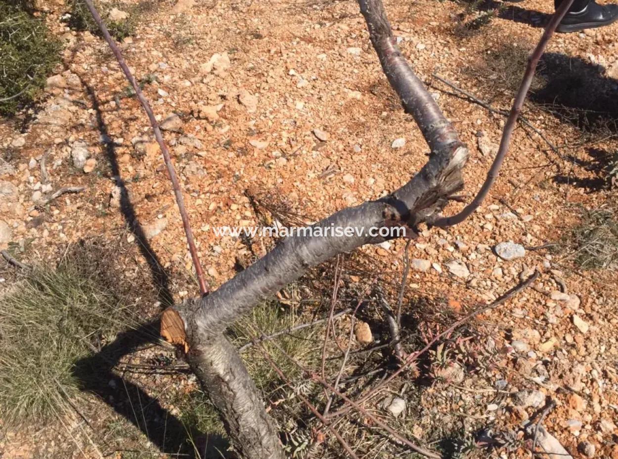 Der 200000M2 Mandelgarten Steht Im Zentrum Von Mugla Zum Verkauf.