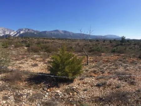 Der 200000M2 Mandelgarten Steht Im Zentrum Von Mugla Zum Verkauf.