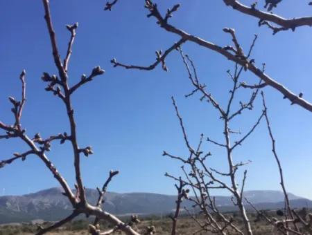 Der 200000M2 Mandelgarten Steht Im Zentrum Von Mugla Zum Verkauf.