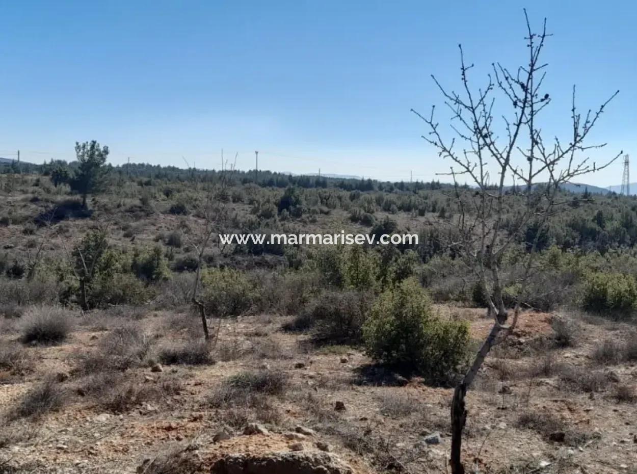 The 200000M2 Almond Garden Is For Sale In The Center Of Mugla.