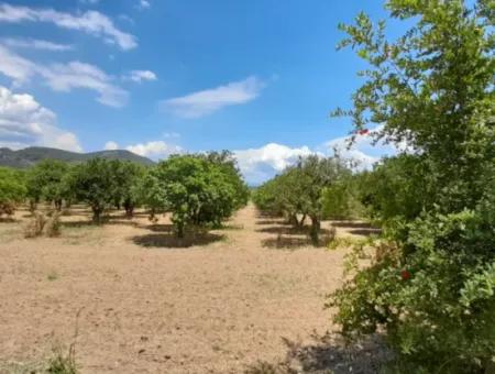 13000M2 Farmhouse Suitable To Be A Boutique Hotel 3 Km From Akyaka Center Gökkova Kitesurfe 1 Km Away