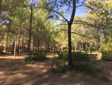 Land For Sale Suitable For Bungalow Hotel In 7500M2 Plot In Bördübet Bay
