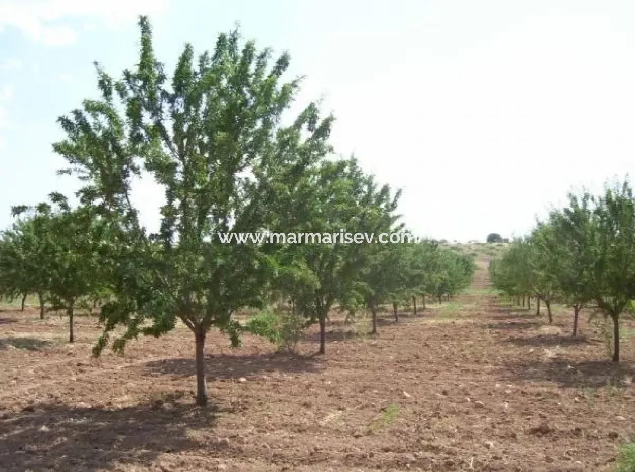 Muğla Bölgesinde 880000M2 Satılık Ceviz Bahçesi