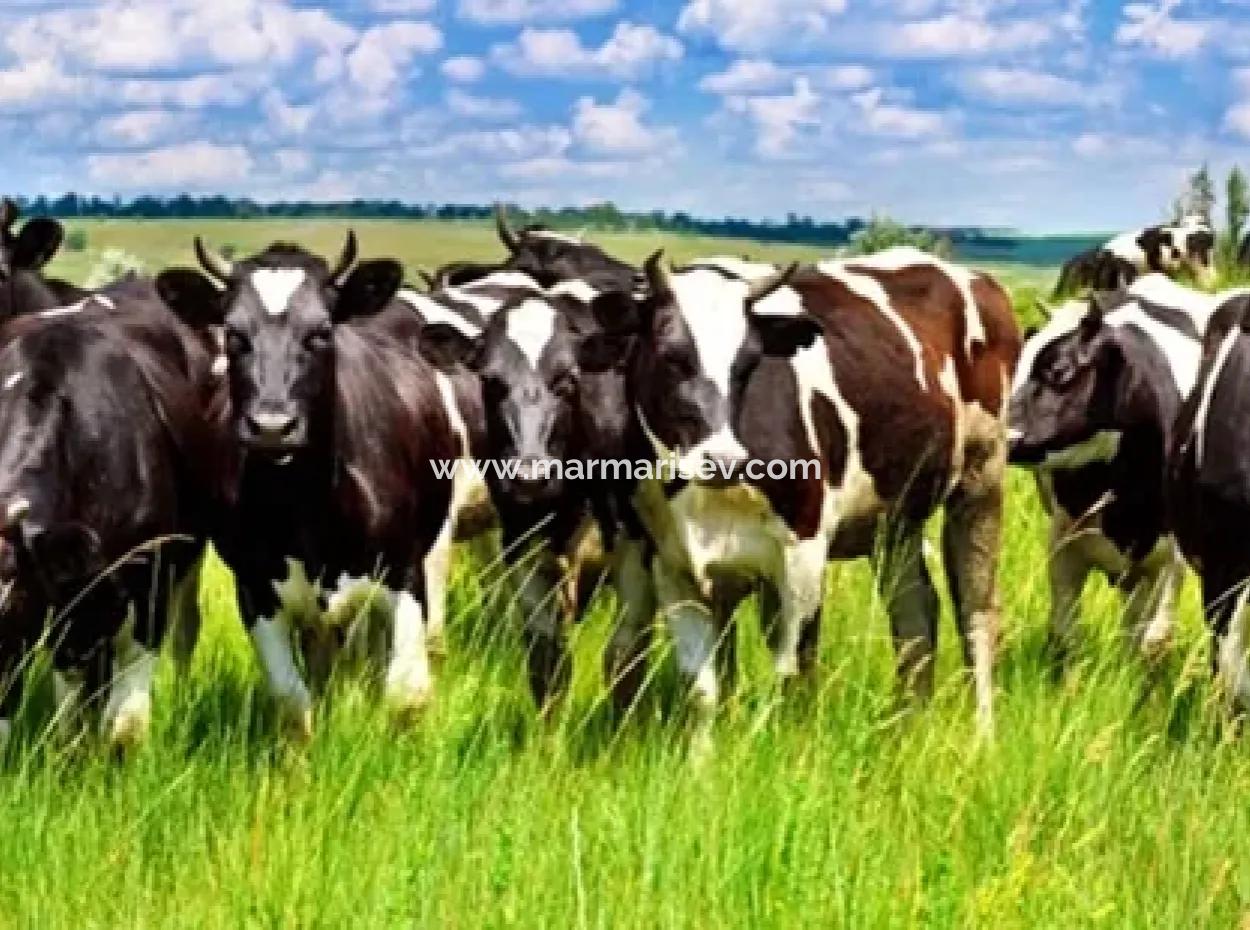 Muğla Bölgesinde 880000M2 Satılık Ceviz Bahçesi