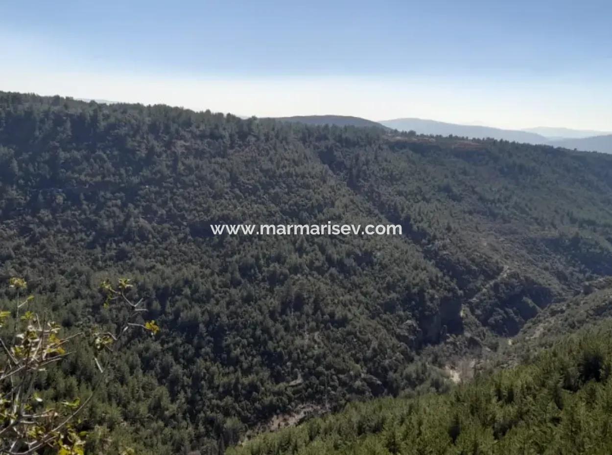 Muğla Merkezinde 200000M2 Badem Bahçesi Satılıktır.