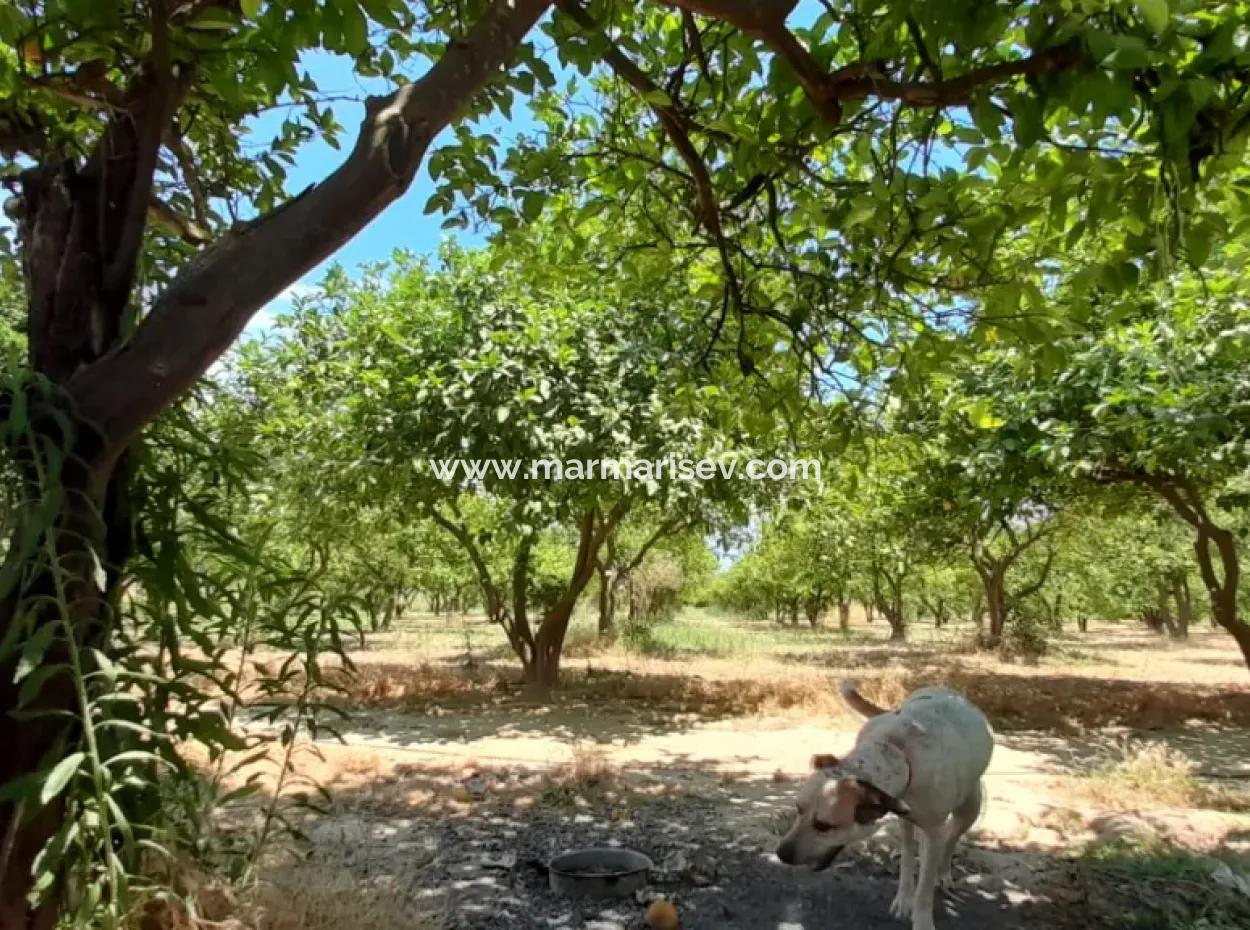 Akyaka Merkeze 3 Km Gökkova Kitesurfe 1 Km Mesafede Butik Otel Olmaya Müsait 13000M2 Çiftlik Evi