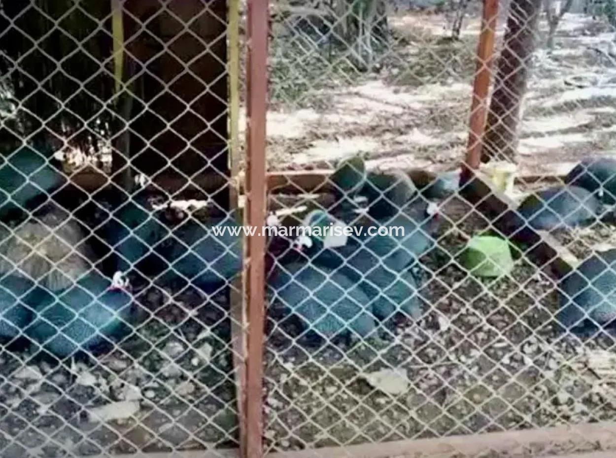 Marmaris Bölgesinde 81000M2  Satılık Ada 31000M2 Tapu İçerisinde Yasal Evi Bulunan Resmi Elektrik Su Mevcut Malikane